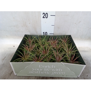 Tillandsia