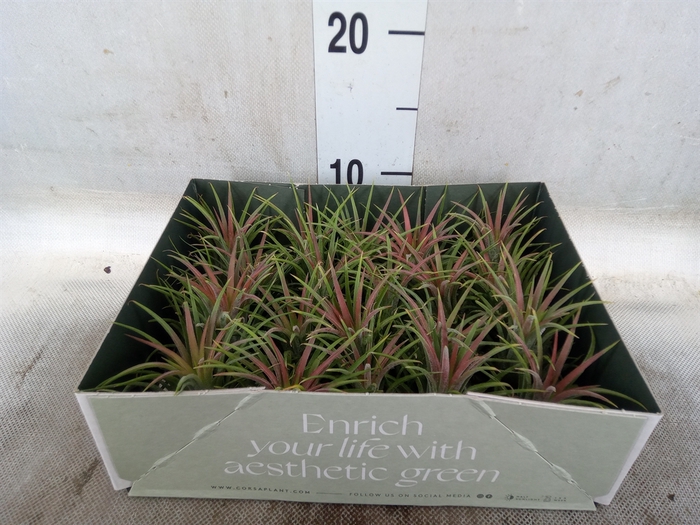 <h4>Tillandsia</h4>