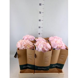 Hydrangea mac.   ...