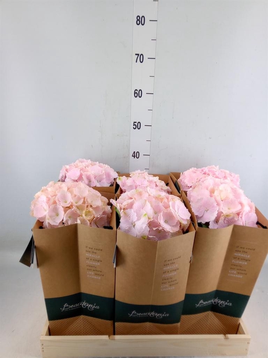 <h4>Hydrangea mac.   ...</h4>