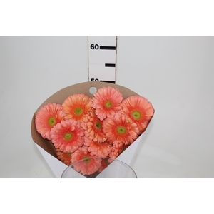 GERBERA AVIGNON < 050 CM > 10 CM DIAM PESSEGO