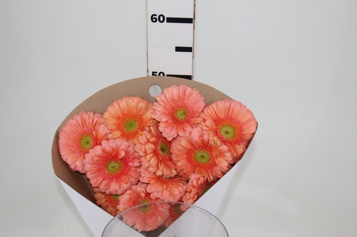<h4>GERBERA AVIGNON < 050 CM > 10 CM DIAM PESSEGO</h4>