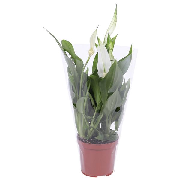 <h4>Spathiphyllum Cupido 7cm, blanco hoes</h4>
