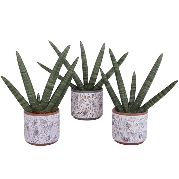 <h4>Sansevieria Cylindrica Handshake in Ø14cm Ceramic Pot Forest</h4>