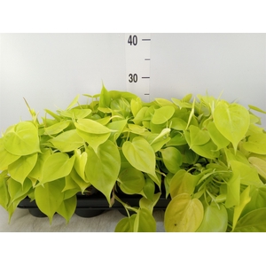Philodendron scand. subsp. micans