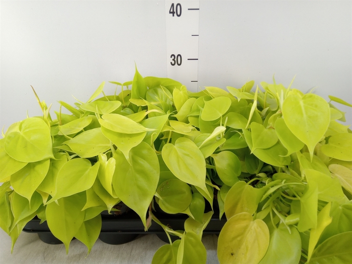 <h4>Philodendron scand. subsp. micans</h4>