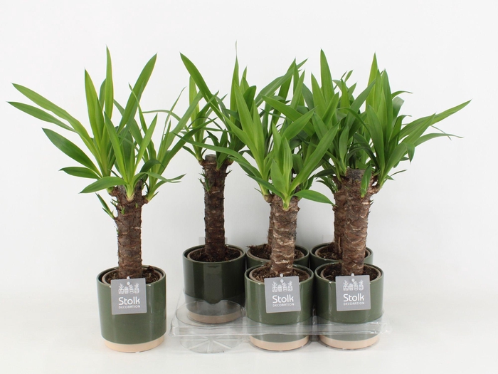 <h4>Yucca in Julia keramiek</h4>