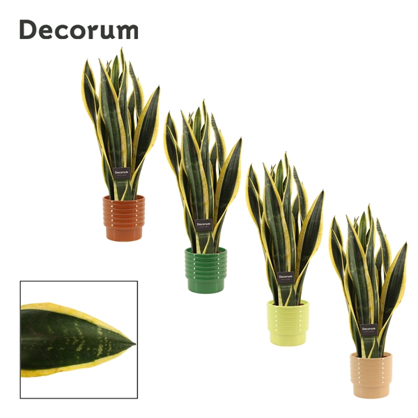 <h4>Sansevieria Black Gold 12 cm in Naemi (Natural bubble-collection</h4>