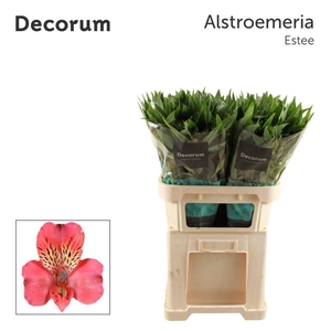 ALSTR ESTEE Decorum