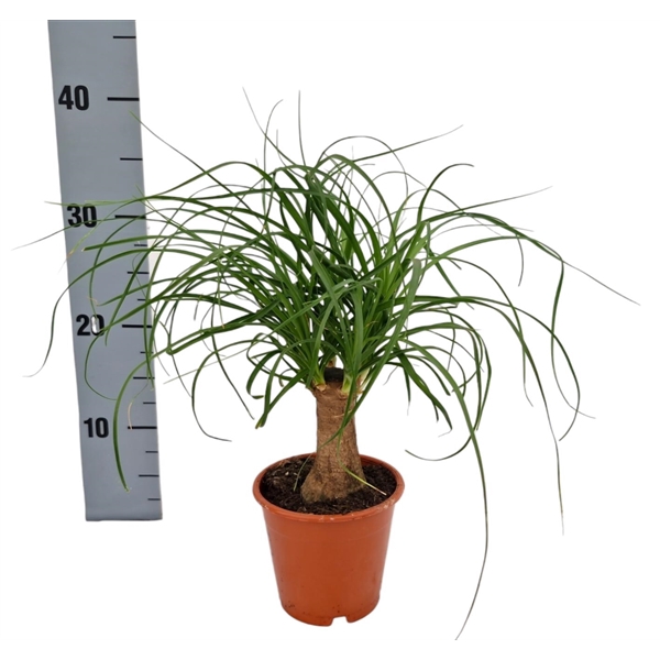 <h4>Beaucarnea 12 cm</h4>