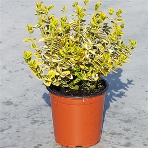 Euonymus Emerald Gold