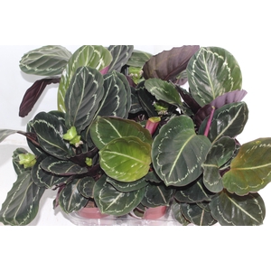 CALATHEA ROSEA-PICTA P12