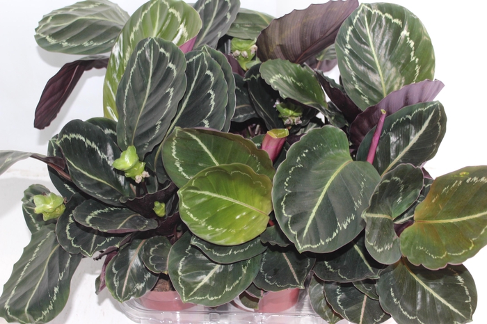 <h4>CALATHEA ROSEA-PICTA P12</h4>