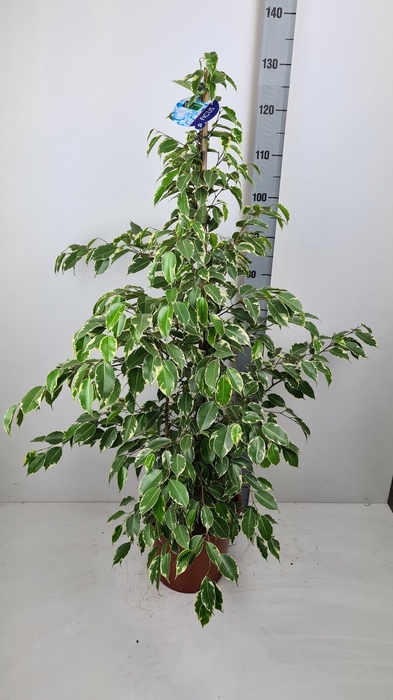 <h4>FIC BE GOLDEN KING</h4>