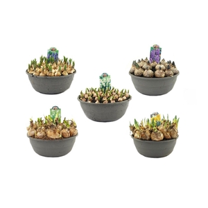 Bollenmix 27cm schaal, mix per laag