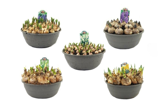 <h4>Bollenmix 27cm schaal, mix per laag</h4>