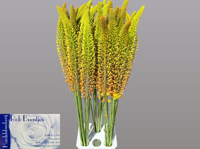 <h4>EREMURUS ORANGE PRIN</h4>