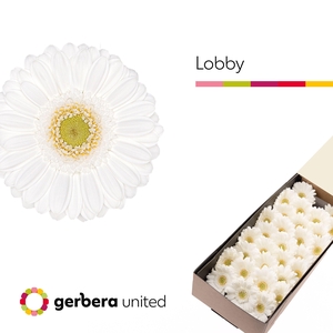 Germini Lobby Doos