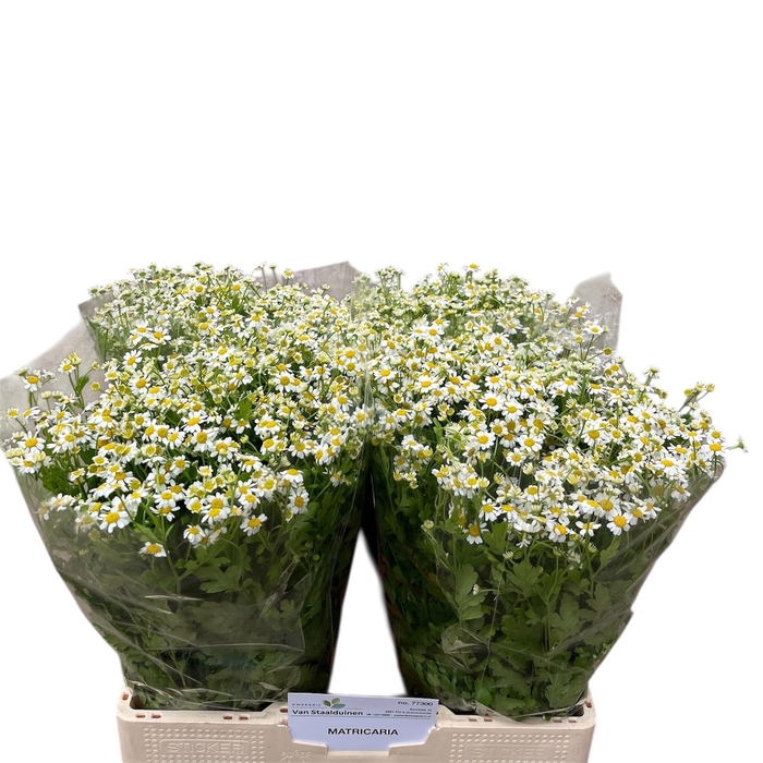 <h4>TANA PA CAMERON</h4>