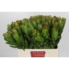 Leucadendron Goldstrike