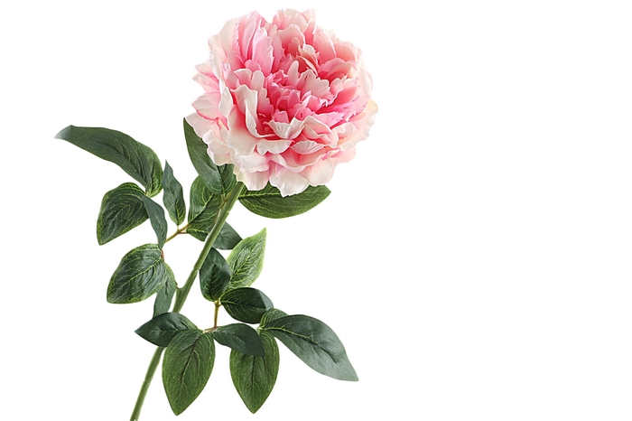 <h4>Paeonia Pink</h4>