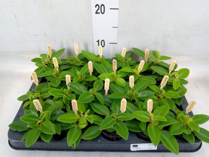 <h4>Peperomia pros. 'Pixie'</h4>