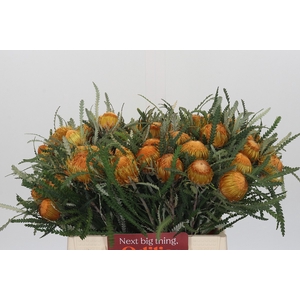 Banksia Dryandra