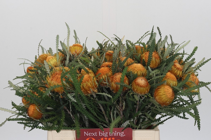 <h4>Banksia Dryandra</h4>