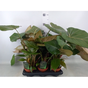 Philodendron   ...