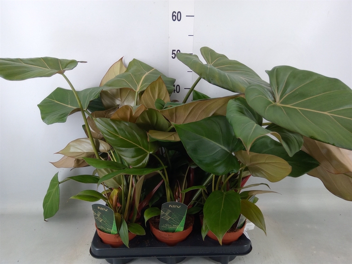 <h4>Philodendron   ...</h4>