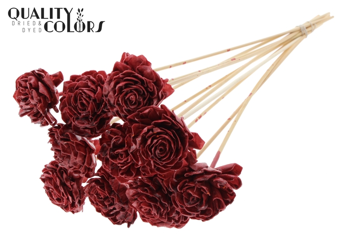 Shola Dahlia 6cm on stem Wax Burgundy