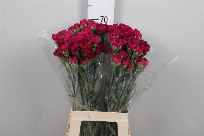 <h4>Di St Golem</h4>