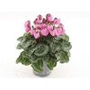 Cyclamen Windbell Light Pink