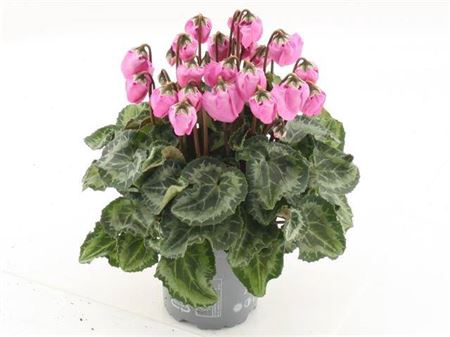 Cyclamen Windbell Light Pink