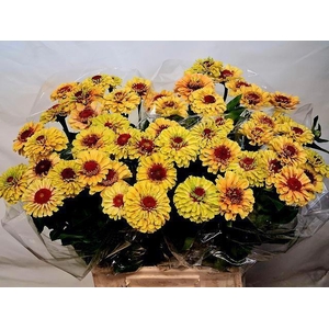 ZINNIA ELEGANS