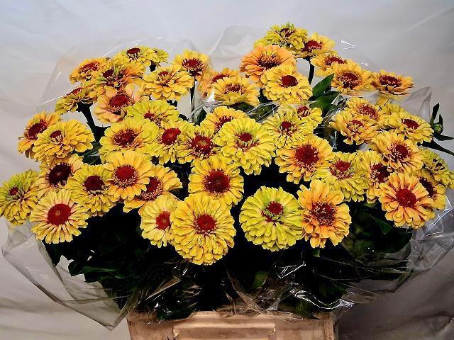 <h4>ZINNIA ELEGANS</h4>