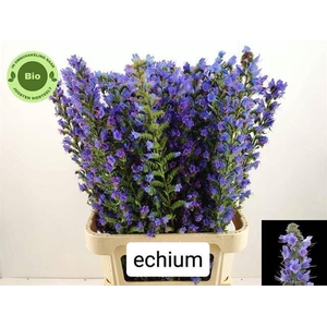 SNIJBLOEMEN OVERIG ECHIUM