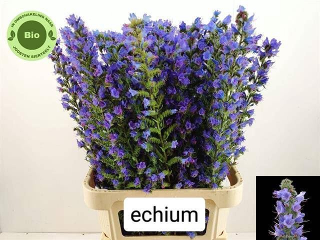 <h4>SNIJBLOEMEN OVERIG ECHIUM</h4>