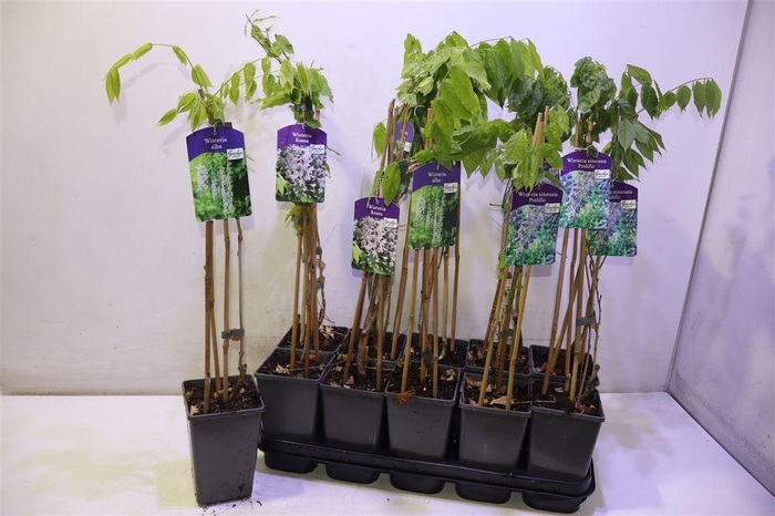 <h4>arr8 Wist Geent Mix Tray</h4>