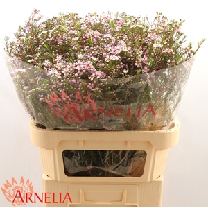 Chamelaucium Alouana