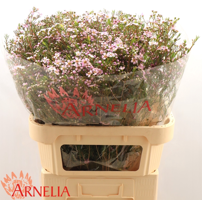 <h4>Chamelaucium Alouana</h4>