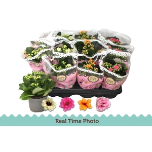 KAL GE GEM TWEEKL BL