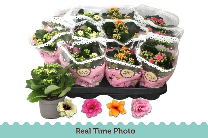 <h4>KAL GE GEM TWEEKL BL</h4>