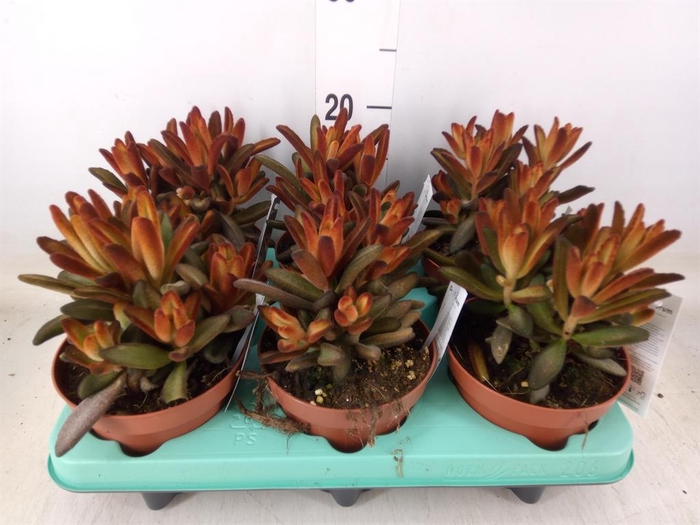 <h4>Kalanchoe NF   ...</h4>