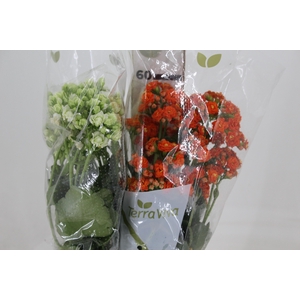 KALANCHOE DOBRADO 060 CM