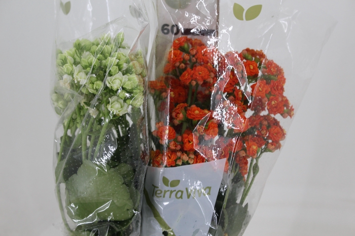 <h4>KALANCHOE DOBRADO 060 CM</h4>