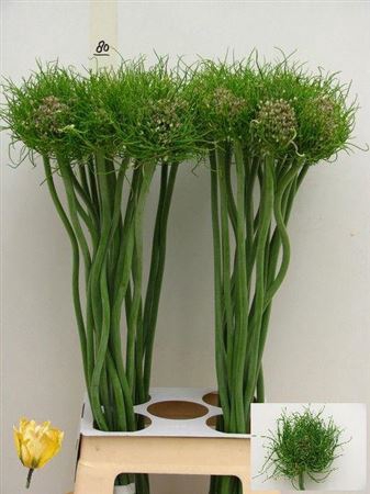 ALLIUM CATWEAZLE