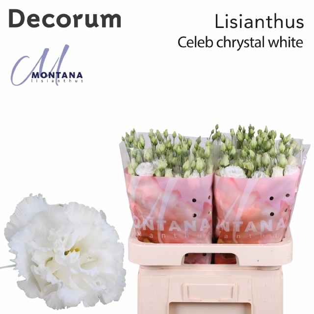 <h4>Lisianthus do celeb chrystal</h4>