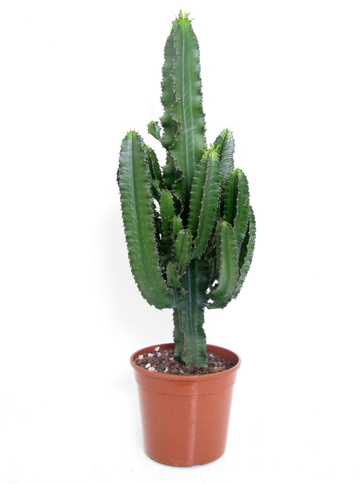 <h4>Euphorbia   ...</h4>