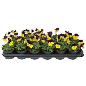 Viool corr geel paarse vlag p9